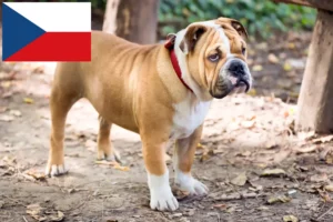 Read more about the article Crescători de Bulldog Englez și căței în Republica Cehă