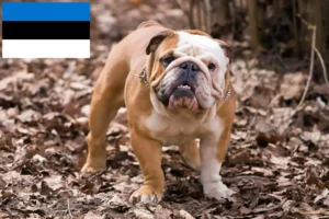 Read more about the article English Bulldog crescători și căței în Estonia