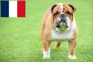 Read more about the article English Bulldog crescători și căței în Franța