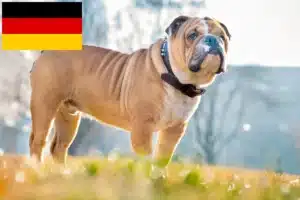 Read more about the article English Bulldog crescători și căței în Germania