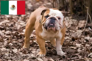 Read more about the article English Bulldog crescători și căței în Mexic