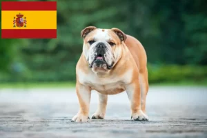 Read more about the article English Bulldog crescători și căței în Spania