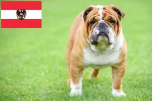 Read more about the article Crescători de Bulldog Englez și căței în Austria