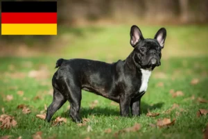 Read more about the article Bulldog francez crescători și căței în Germania