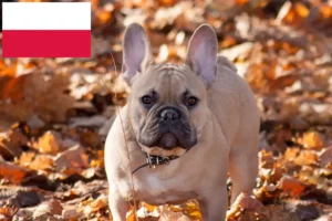 Read more about the article Bulldog francez crescători și căței în Polonia