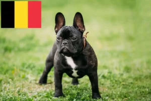 Read more about the article Crescători de Bulldog Francez și căței în Belgia