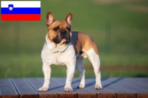 Read more about the article Crescători de Bulldog Francez și căței în Slovenia