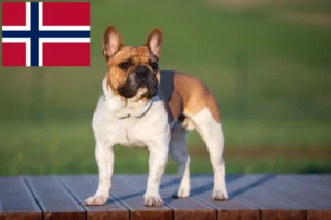 Read more about the article Bulldog francez crescători și căței în Norvegia