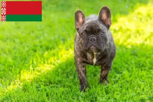 Read more about the article Crescători de Bulldog Francez și căței în Belarus