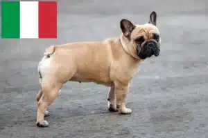 Read more about the article Crescători de Bulldog Francez și căței în Italia