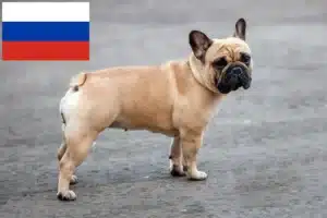 Read more about the article Crescători de Bulldog Francez și căței în Rusia