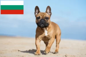 Read more about the article Crescători de Bulldog Francez și căței în Bulgaria