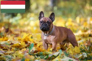 Read more about the article Bulldog Francez crescători și căței în Ungaria