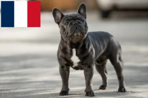 Read more about the article Crescători de Bulldog Francez și căței în Réunion