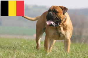 Read more about the article Bullmastiff crescători și căței în Belgia