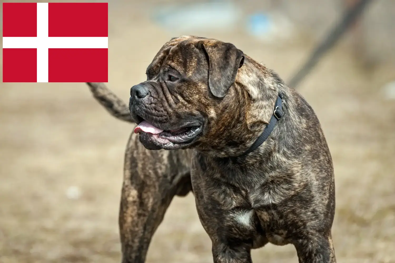 Read more about the article Bullmastiff crescători și căței în Danemarca