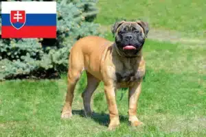 Read more about the article Bullmastiff crescători și căței în Slovacia