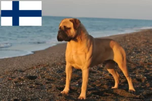 Read more about the article Bullmastiff crescători și căței în Finlanda