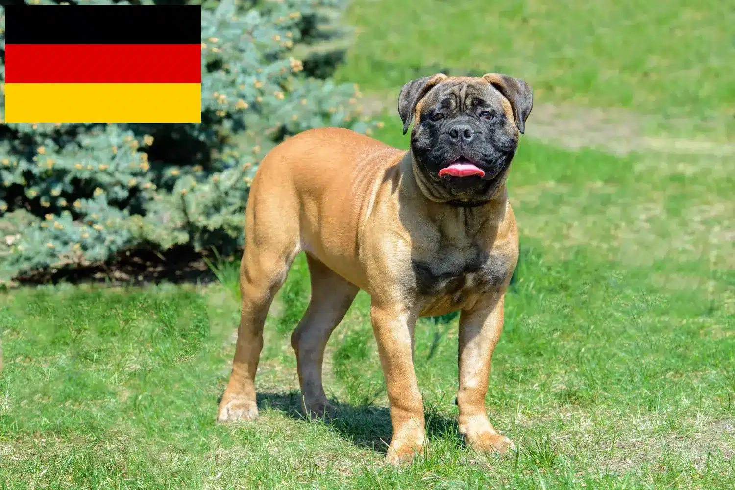 Read more about the article Bullmastiff crescători și căței în Germania