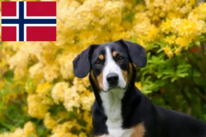 Read more about the article Entlebuch Mountain Dog Breeder și Cățeluși în Norvegia