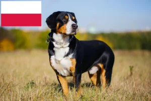 Read more about the article Entlebuch Mountain Dog Breeder și Cățeluși în Polonia