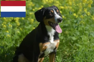 Read more about the article Entlebuch Mountain Dog Breeder și căței în Olanda