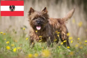 Read more about the article Cairn Terrier crescători și căței în Austria