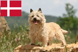 Read more about the article Cairn Terrier crescători și căței în Danemarca