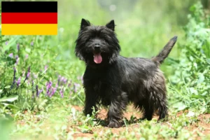 Read more about the article Cairn Terrier crescători și căței în Germania