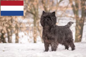 Read more about the article Cairn Terrier crescători și căței în Olanda