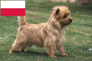 Read more about the article Cairn Terrier crescători și căței în Polonia