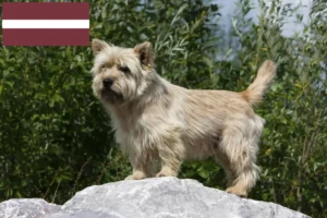 Read more about the article Cairn Terrier crescători și căței în Letonia