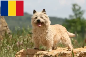 Read more about the article Cairn Terrier crescători și căței în România