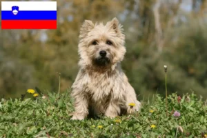 Read more about the article Cairn Terrier crescători și căței în Slovenia