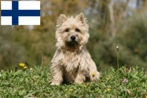 Read more about the article Cairn Terrier crescători și căței în Finlanda