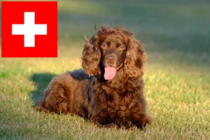 Read more about the article Field Spaniel crescători și căței în Elveția