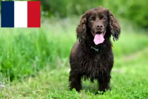 Read more about the article Field Spaniel crescători și căței în Franța