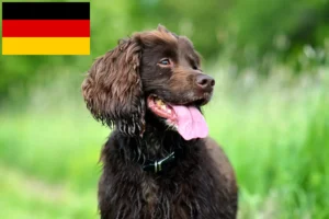 Read more about the article Field Spaniel crescători și căței în Germania