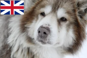 Read more about the article Canadian Eskimo Dog Breeder și căței în Marea Britanie