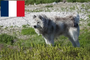 Read more about the article Canadian Eskimo Dog Breeder și cățeluși în Franța