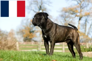 Read more about the article Cane Corso Italiano crescători și căței în Franța