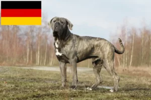 Read more about the article Cane Corso Italiano crescători și căței în Germania