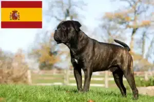 Read more about the article Cane Corso Italiano crescători și căței în Spania