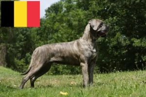 Read more about the article Cane Corso Italiano crescători și căței în Belgia