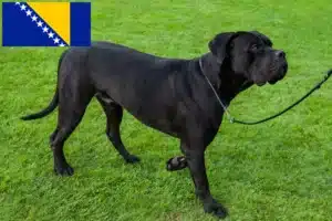 Read more about the article Cane Corso Italiano crescători și căței în Bosnia și Herțegovina