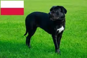 Read more about the article Cane Corso Italiano crescători și căței în Polonia