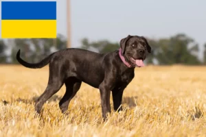 Read more about the article Cane Corso Italiano crescători și căței în Ucraina