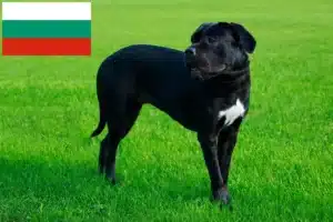 Read more about the article Cane Corso Italiano crescători și căței în Bulgaria