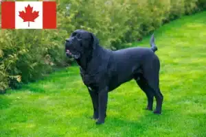 Read more about the article Cane Corso Italiano crescători și căței în Canada