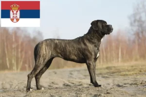 Read more about the article Cane Corso Italiano crescători și căței în Serbia